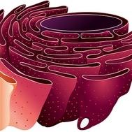 we the Endoplasmic Reticulum, are the packing and distributing of the cell