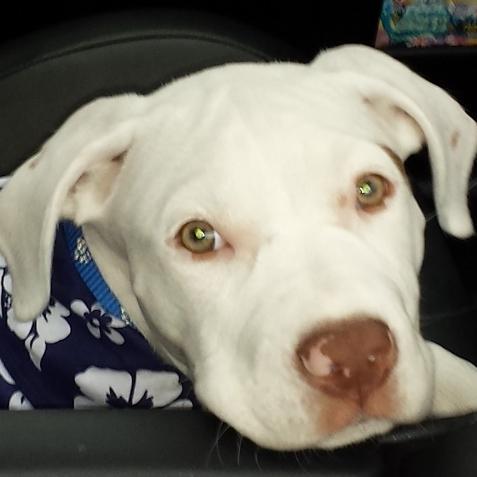 DOB 7/1/14. luv squeaky toys, long walks &, playing w/ my dog siblings Lamont & Penny. Luv my human sis Ysabella. Fave place to go is https://t.co/bXQ9iFcNJR