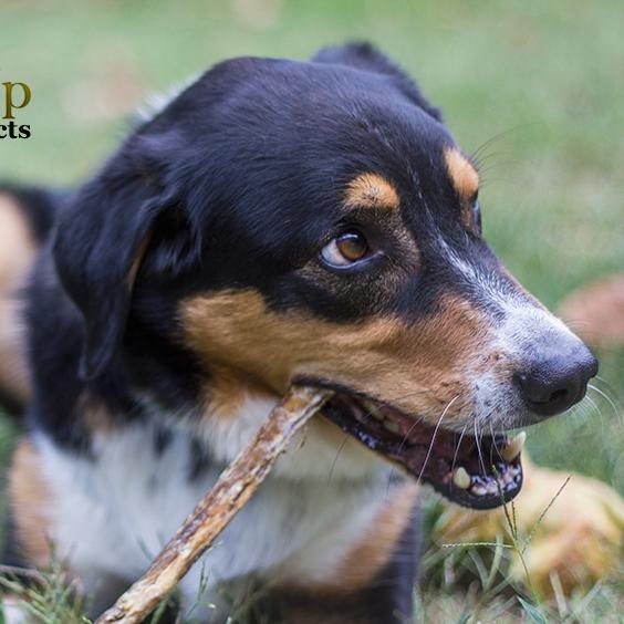 LegUpPetProduct's profile picture. Quality Products for your pets: bully sticks, beef chews, and more!