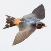Bird Hybrids (@birdhybrids) 's Twitter Profile