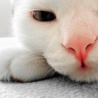 Kim Sieste (@hanana1227) 's Twitter Profile Photo