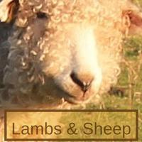 Lambs & Sheep (@lambsandsheep) 's Twitter Profile