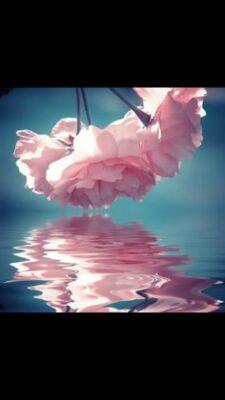 GhadeerMargh's profile picture. Lost in translation...