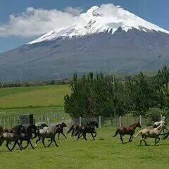 Hacienda San Agustín de Callo es un hotel y granja colonial al pie del Cotopaxi. Te ofrecemos cabalgatas, recorridos en bici, pesca, visita a parques nacionales