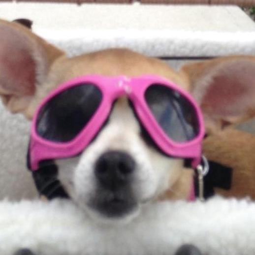 NRRJoeG's profile picture. Cars as the ultimate form of political speech. Ford GT as the highest work of man. Dumbocrat Party as the lowest. Liberté,  Fraternité, Eco-Boosté.