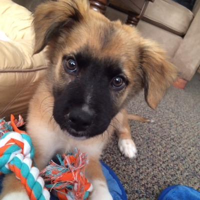 We are the mixed mutts of Twitter! If you would like to share a picture of your mutt, be sure and email us a picture at mixedmutsoftwitter@yahoo.com!