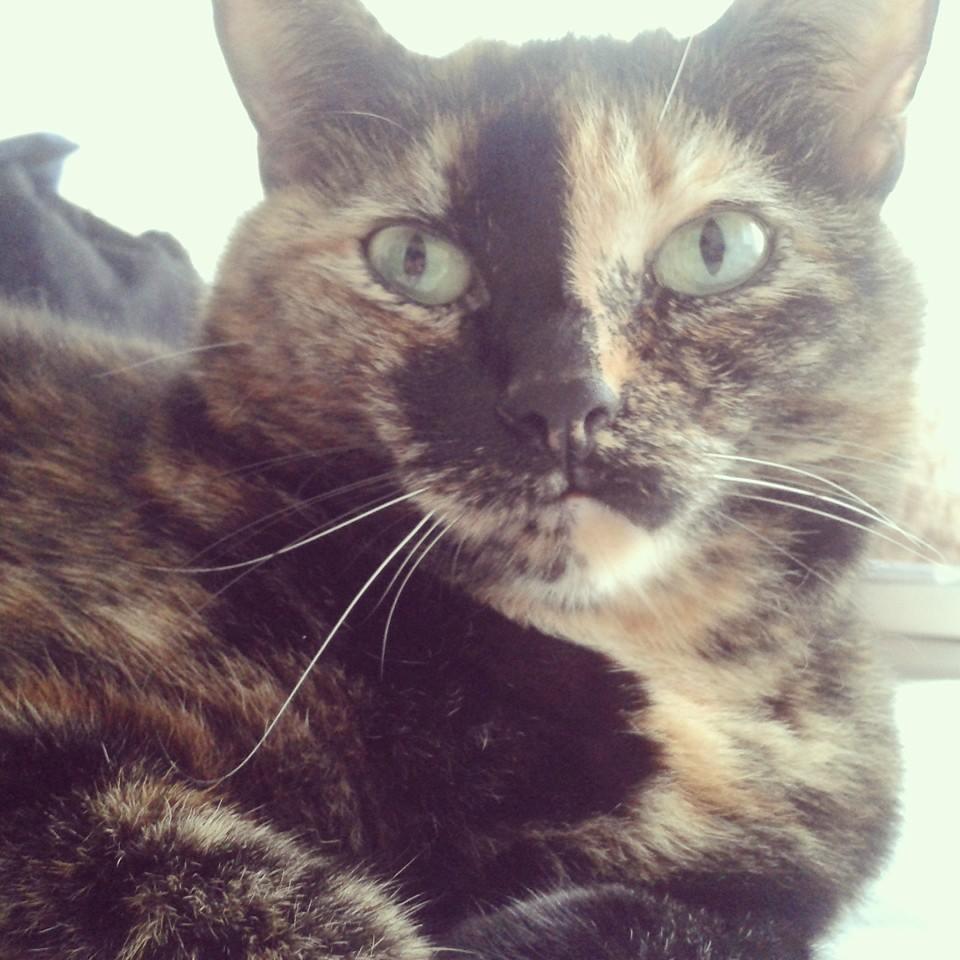 Schnee89Flocke's profile picture. 