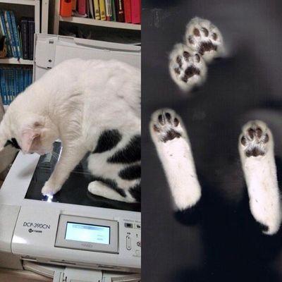 皆様の可愛らしい猫画像を、かってにﾘﾂｲｰﾄし回っております。
ボランティアの方、尊敬してます。