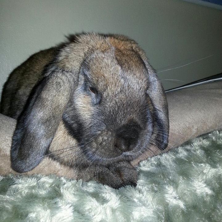 zenrabbitrescue's profile picture. Parler Rabbitzen@rabbitzen                  
Animal Sanctuary, Cannabis Educator, Crafty. 
Living life and hanging on by a thread🌸🐇💗