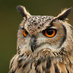 Ali Murat Hamarat (@alimhamarat) Twitter profile photo Ali Murat Hamarat (@alimhamarat) Twitter profile photo