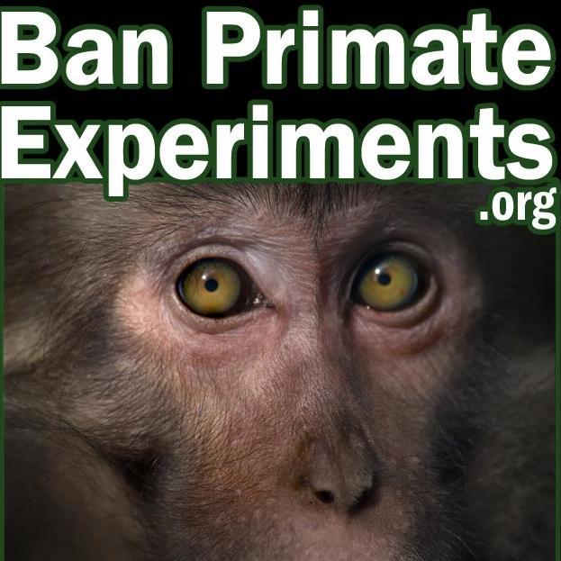 Primates are sentient beings – not “tools” for research! It's time to #BanPrimateExperiments in Australia.