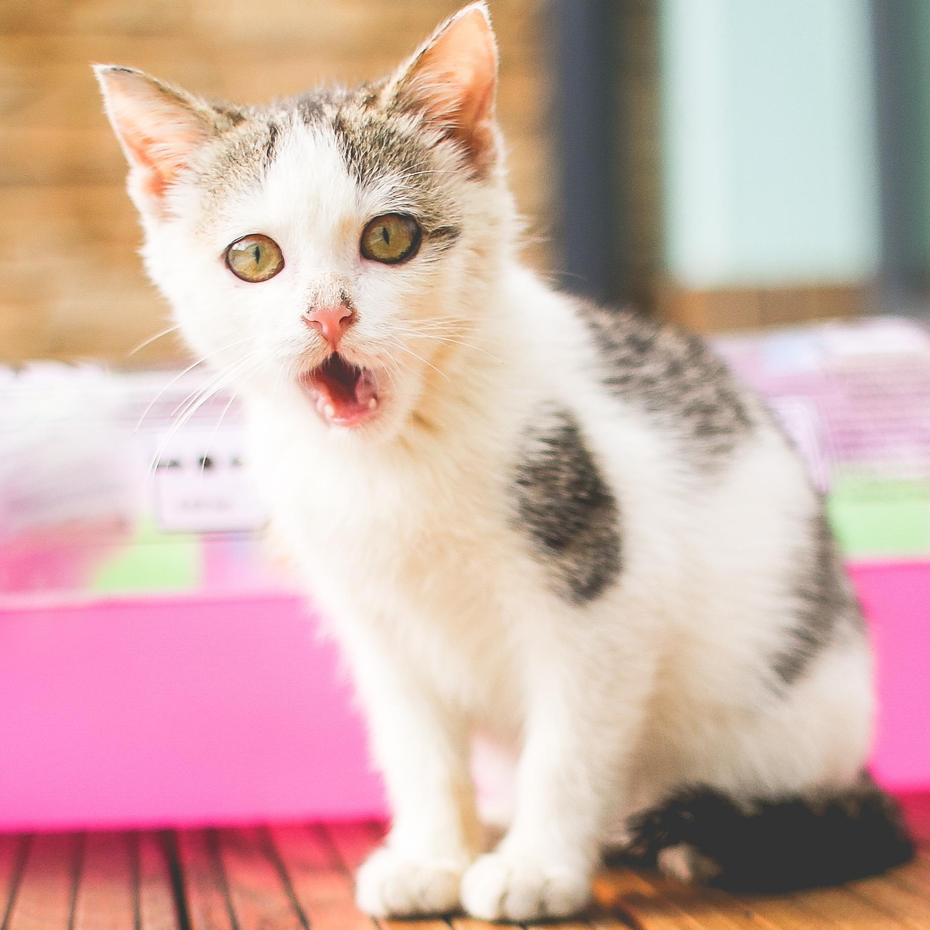 I'm Flossy. Tweeting daily cat health tips! Submit your tips with #CatHealthDaily!