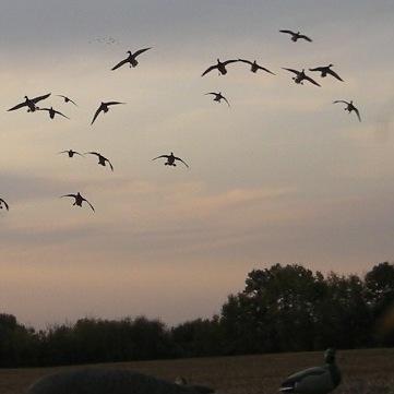 a hunter/surfer trying to stay frosty while living life at large sponsored by outcast waterfowl and featherd skies