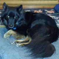 Sarah Shepherd-Chow (@puppyminders) 's Twitter Profile