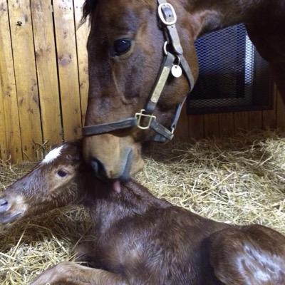 牡。三重産。競馬好き。生涯＋収支。一日の勝負は3〜5Ｒ程。データ派。Best distanceはマイル戦。競争馬の美しい瞳に惚れて始めた競馬。ロンシャン、ハリウッドも経験。