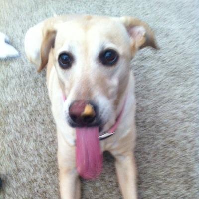 I'm Marley, a big yellow lab. I like to play with my duck and my tennis ball, and I don't like cats.