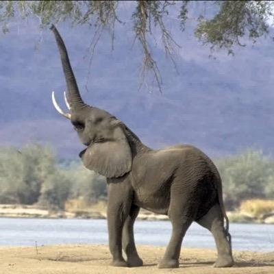 poachingele's profile picture. Protest for us elephants!!!