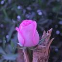 عمران فلاتة (@00oAmean) Twitter