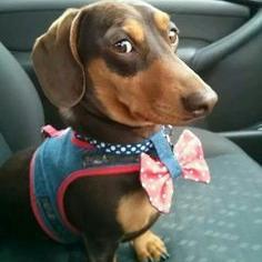 Adopted by @VigilantSavant and @GoodWitchSophia | I mostly do dachshund things like guarding @BabyMaryR