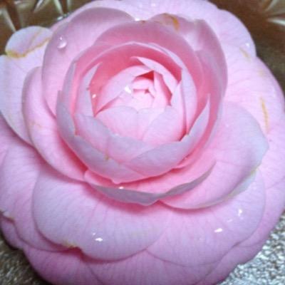 udg5gx8s2's profile picture. 日本大好きです。日本人に生まれて本当に良かったと心から思います。