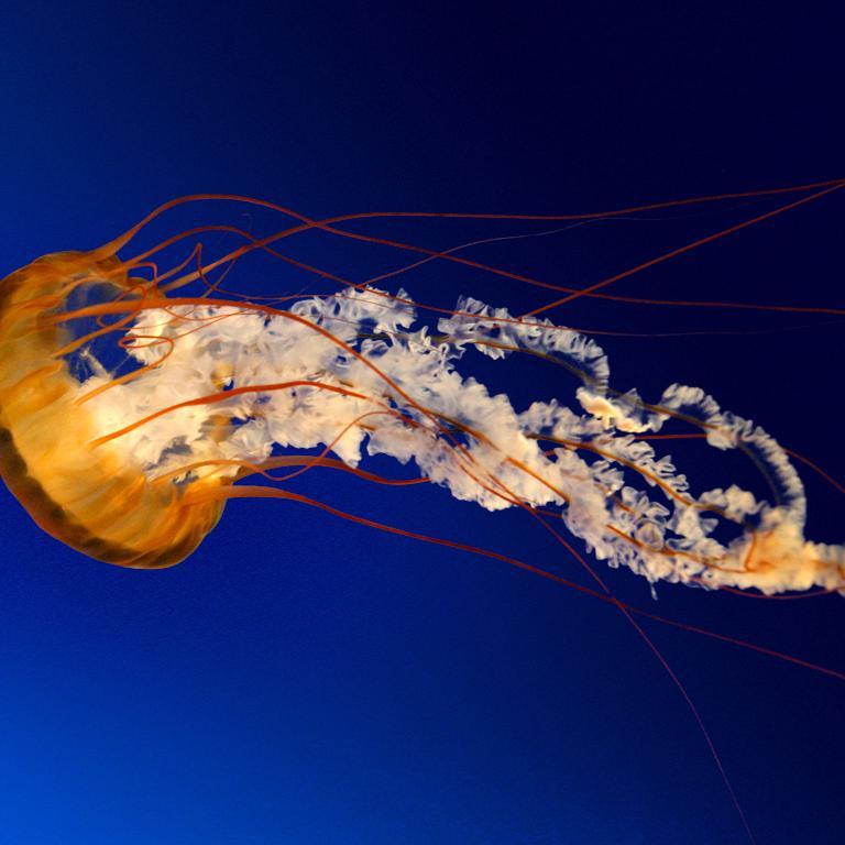 YussufuSora's profile picture. 