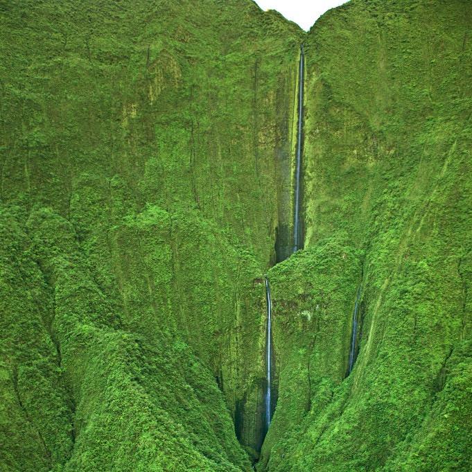 hapaspirit's profile picture. 