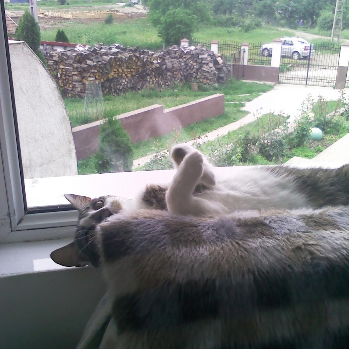 Pensiune pt animale de companie (canina si felina) Pisicile Aristocrate Oradea , ne ocupam cu ingrijirea pisicilor sau cateilor de talie mica.