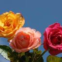 Kiran Ray (@00a72239460746a) Twitter