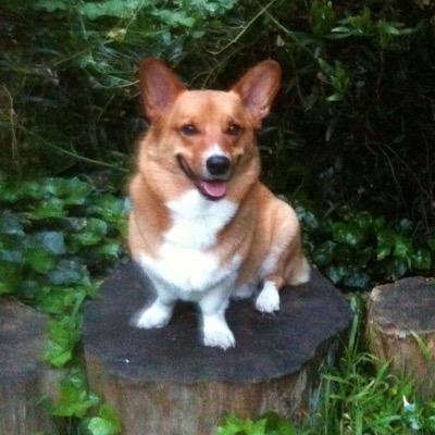 Hi! I'm Riley, a Pembroke Welsh Corgi. I have a big heart and tummy. I like to follow my family around, enforce the house rules, and observe my environment.