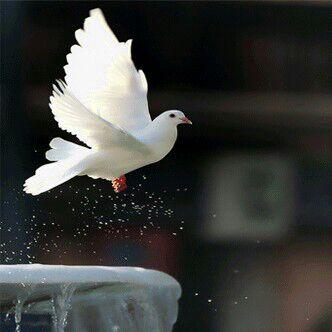 fyne_fortune's profile picture. YNWA 🥰🥰