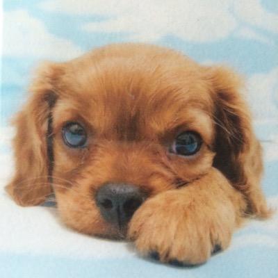 あんずちゃん（キャバリアキングチャールズスパニエル）が届けてくれた沢山の幸せな思い出を糧に…今日ものんびり暮らしています😌🐾