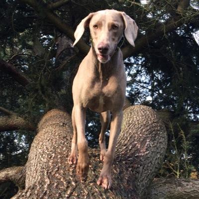 I am a she Weimeraner I am 9 1/2 years old I love my family, food, interesting walks, squirrel scent & Michael from #TheBarkery