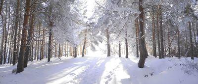 peixi_a's profile picture. 