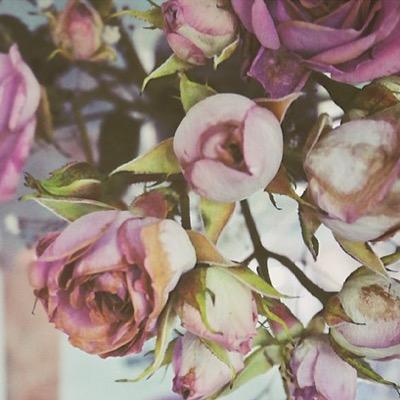 Berry1992aa's profile picture. اللهم اكرم وجه وجسد امي عن النار واجعلها من سكان جنانك ولا تتوفاها الا وانت راضٍ عنها يا كريم واحسن خاتمتها ولا تجعلني اتذوق فراقها يا ارحم الراحمين ..