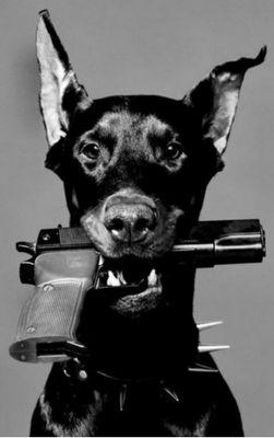 Doberman_com's profile picture. В сектах не состою , никому не поклоняюсь
Сам по себе