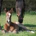 Allan Perry (@apbloodstock) Twitter profile photo Allan Perry (@apbloodstock) Twitter profile photo