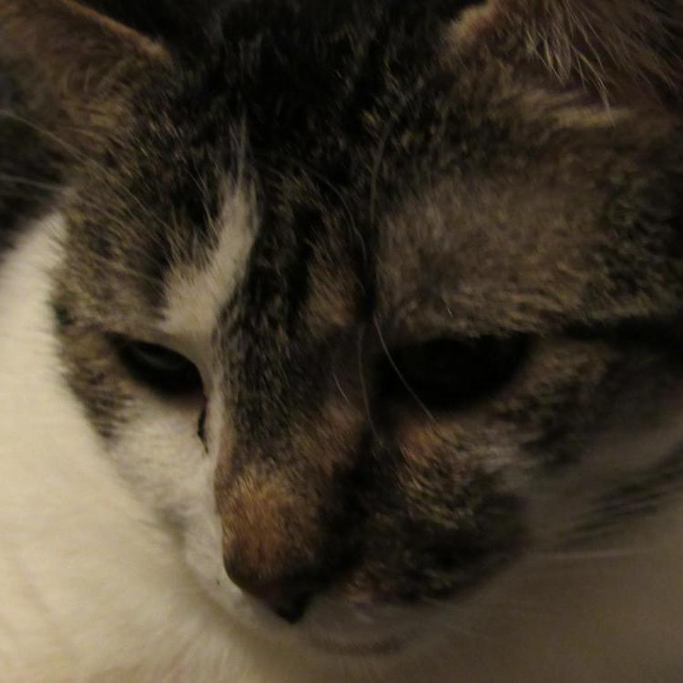 Kalashnikatさんのプロフィール画像