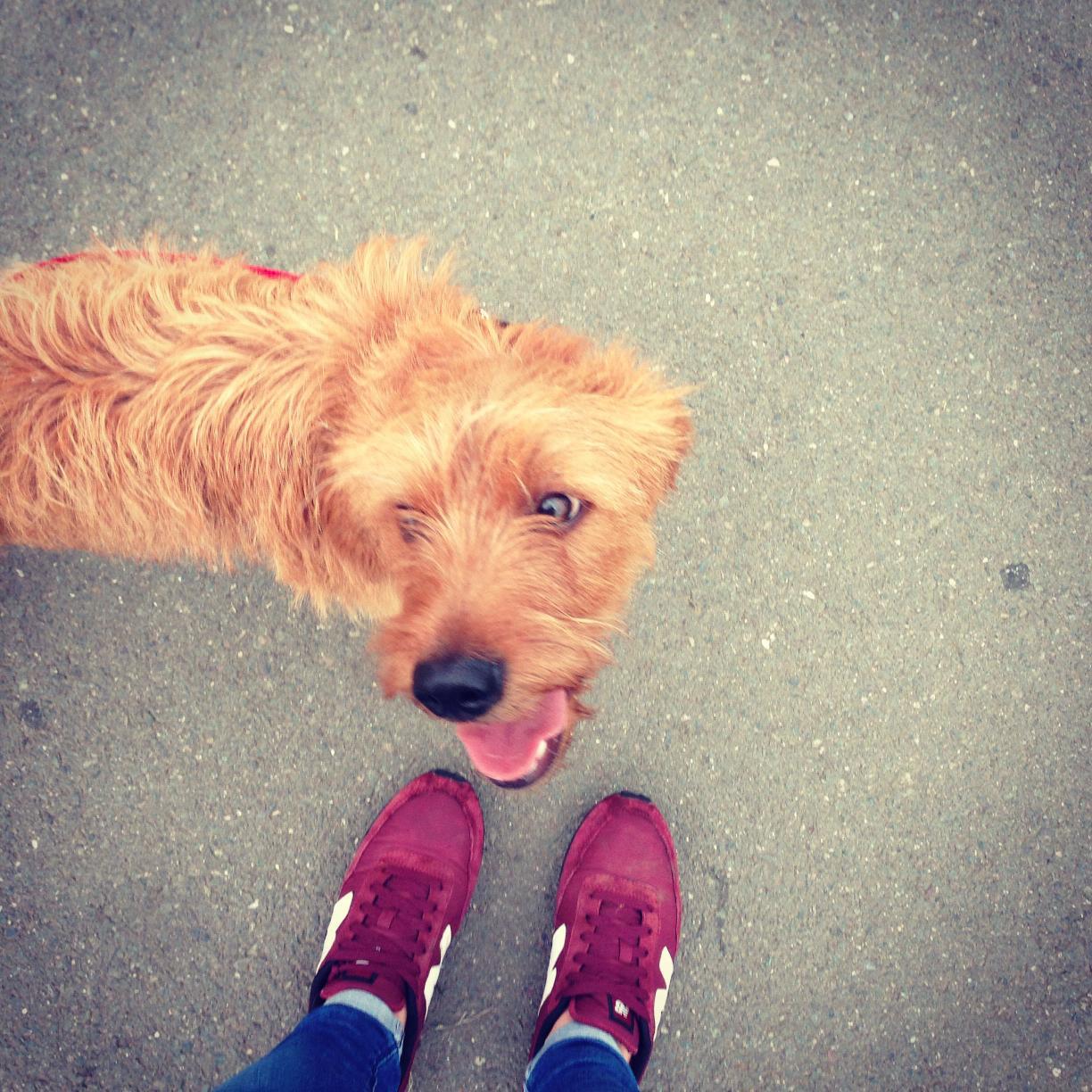 Freelance graphic designer and owner of Mungo the mutt.