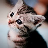 ZynnSD's profile picture. My Team: https://t.co/vICN9sM9bp