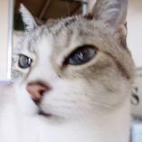 r_oshige's profile picture. Adobe Illustrator使い。日本野鳥の会。かつて老ネコ飼い。