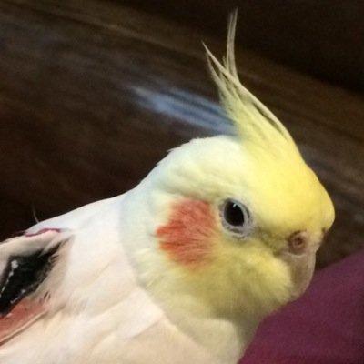 かわいい女のこ、甘いもの大すき。しくりのひょそんおねえさん大すき。