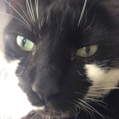 FelinesforLife's profile picture. North Point Church. Feline Lover.  Archaeology. Paleontology.