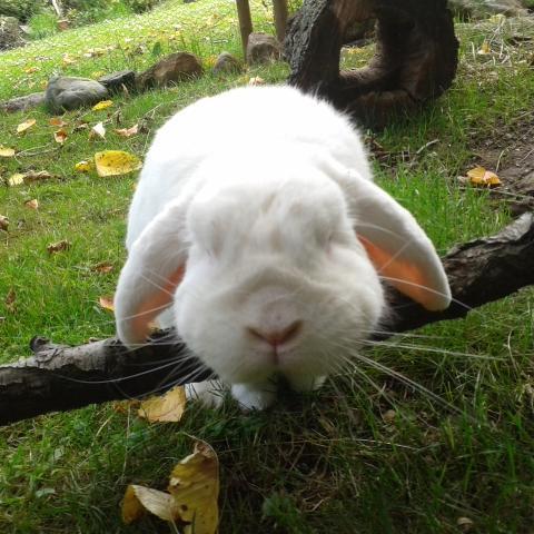 WilliBunny's profile picture. Willi went over the Rainbow Bridge in summer 2017.