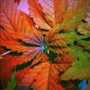 Paul Jr - @Sm0k3KinGX - Twitter