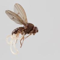 insectimmunitypapers (@insectimmpapers) 's Twitter Profile Photo insectimmunitypapers (@insectimmpapers) 's Twitter Profile Photo