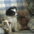 dogworld's profile image