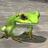PyocopyocoKaeru's profile image