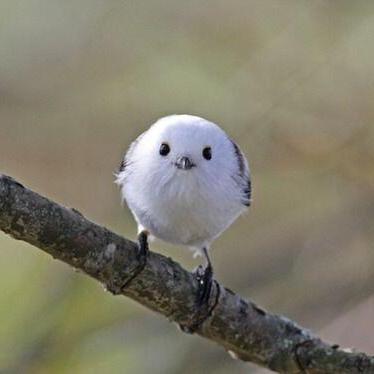 インコに癒されたい人のためのインコ画像集 - …