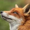 Oliver Fox - @quisma_AT - Twitter