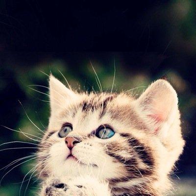 ツイキャスをしていこうかなと考えております(^〜^)初心者ですがどうぞよろしくお願いします(^-^≡^-^) 千賀担ですが、岩橋くんみたいになりたいと思ってます←